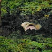 QS4Ever: Danger!  Sphagnum!  (Lucy Kitty)