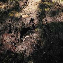 QS4Ever: Danger!  Sphagnum!  (Lucy Kitty)