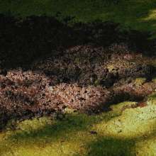 QS4Ever: Don't Step on Duckweed, Mary