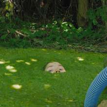 QS4Ever: Environmental Pollution: Tiny