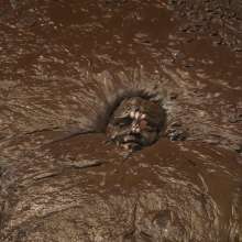 QS4Ever: Luna Lee in Melted Chocolate