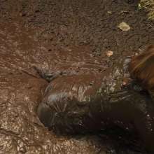 QS4Ever: Luna Lee in Melted Chocolate