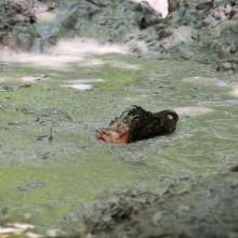 dlodoski: Summer, Sinking About You in Deep Clay--Photos