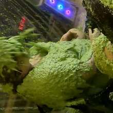 somedude82: Twyla and Reddd Get Slimed on Yscdtotv
