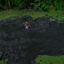 QS4Ever: Angel A in Too Obvious Swamp