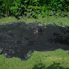 QS4Ever: Angel A in Too Obvious Swamp
