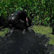 QS4Ever: Angel A in Too Obvious Swamp