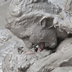 FOXY: Amazing duo in mud