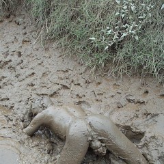 messy_mudder: 