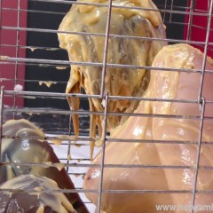 HotWamHD: Penny in the Custard Cage at Hotwamhd