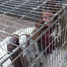LisaMoomin: In A Cage With Porridge Alice And Georgina