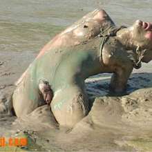 FOXY: Videos in deep mud with Marion