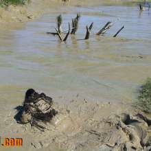 FOXY: Video mud with Misty