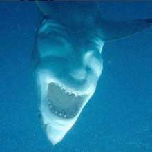 Zoidbergs Evil Twin: Great White Shark...?