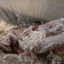 RevSlymsford: Hogtied, Gagged and Pied 2: Jayce totally destroyed by Ariel