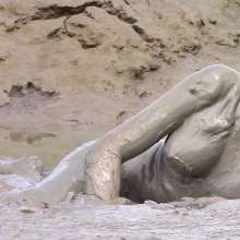 FOXY: Muddy encasement 2
