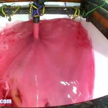 CandyCustard: Louise White Jeans Gunge Quiz