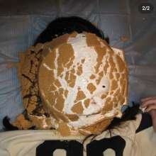 Dr.Pies: 