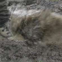 WetandMuddy: Video 49--Out for a Duck