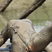 FOXY: Amazing Ayako in mud