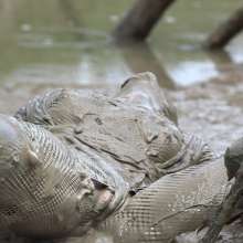 FOXY: Stretched swimsuit in mud