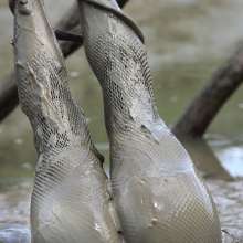 FOXY: Stretched swimsuit in mud
