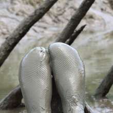 FOXY: final Ayako in deep mud