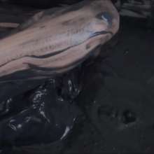 RevSlymsford: Cosplay Wam: Sailor Jupiter Plays In Black Slime