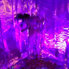 messyhot: Encina Has Her First Cake Experience with a Blacklight Cake