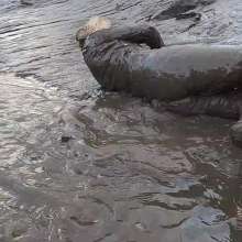 WetandMuddy: Video 81--Ocean Drive