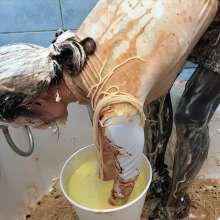 Your Wet Cat: 1| Making a Mess While My Best Friend Is on a Business Trip