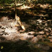 dlodoski: Little Mina's Log Bog Erotic Solo--Photos