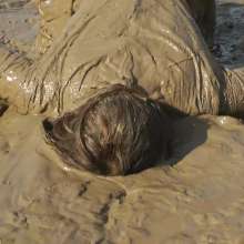 DungeonMasterOne: Mudbank Maude in a Short Party Dress