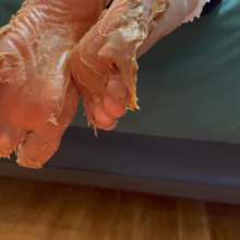 JennysPerfectPaws: Peanut Butter and Jelly Toes