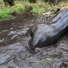 WetandMuddy: Video 97--Flood Pla'in