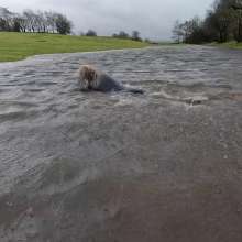 WetandMuddy: Video 97--Flood Pla'in