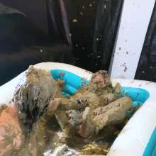 MissNoire - EffToy: 1st Muddy Mess