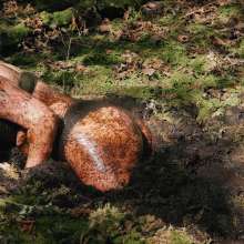 QS4Ever: Danger!  Sphagnum!  (Luna Lee)