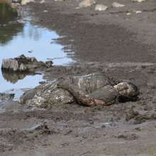 JD and Messy Andi: A Beautiful Bride in the Mud!