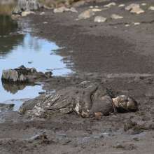JD and Messy Andi: A Beautiful Bride in the Mud!