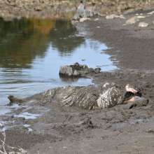 JD and Messy Andi: A Beautiful Bride in the Mud!