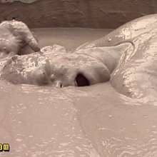 FOXY: First mud video with Adele
