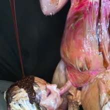 MissNoire - EffToy: Messtress Blowjob Fun