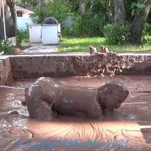 Dirty Muse: Mud Dreams--Carmen Valentina