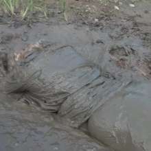 custardcouple: Muddy Schoolgirl
