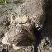 custardcouple: Muddy Schoolgirl