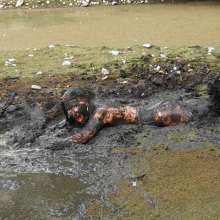 custardcouple: Mud N Paint Swamp.