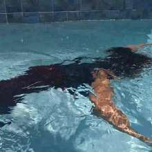 WetlookFashion: Natalie Swims in Maroon Pants and Sleeveless Shirt