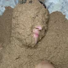 Slimed Models: Scarlett Coated in Dog Food