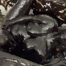 Messygirl: Sludge Covered Stephanie